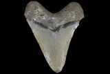 Fossil Megalodon Tooth - North Carolina #109766-2